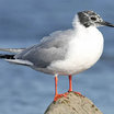 Bonaparte's Gull